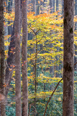 USA, North Carolina, Smoky Mountain National Park hike. Fall color display.