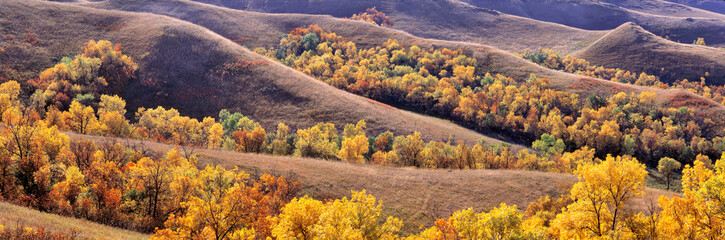 USA, North Dakota, New Town. Cottonwoods in fall color fill the coulees near New Town in North Dakota. - obrazy, fototapety, plakaty