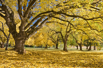 USA, Oregon, Joseph H. Stewart State Park. Walnut trees in autumn color. 