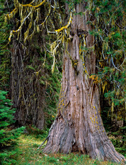 Fototapeta premium USA, Oregon, Rogue-Umpqua Divide Wilderness. Incense cedar tree. 