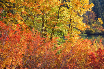 USA, Oregon, Willamette National Forest. Autumn-colored trees next to Clear Lake. 