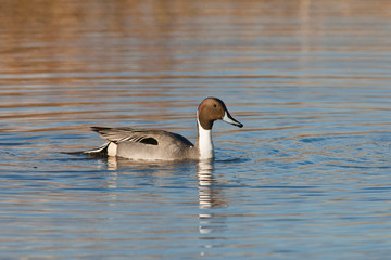 USA, Oregon, Baskett Slough National Wildlife Refuge, Northern Pintail (Anas acuta) drake