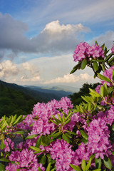 Catawba Rhododendron from just below Newfound Gap, Great Smoky Mountains National Park, North Carolina