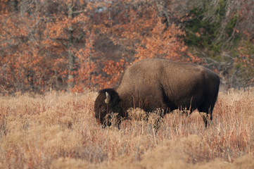 USA, Oklahoma, Wichita Mountains National Wildlife Refuge, Bull Bison