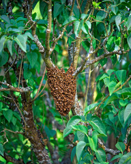 USA, Oregon, Multnomah County. Honey bees cluster onto lilac tree. 