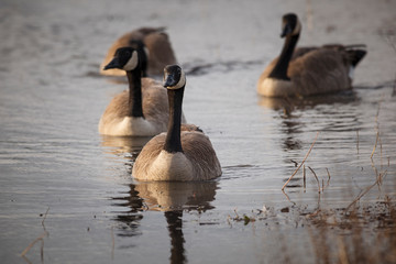 USA, Oregon, Baskett Slough National Wildlife Refuge, a small flock of Canada Geese (Branta canadensis).