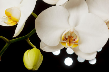 USA, Oregon, Keizer, hybrid orchid.
