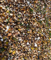 Collection of Beautiful Colorful Autumn Leaves