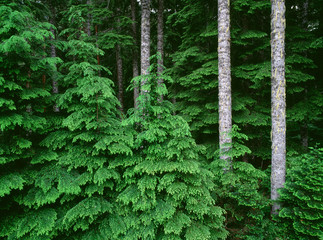 USA, Oregon, Willamette National Forest. New spring growth of western hemlock saplings and long...