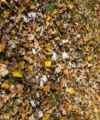 Collection of Beautiful Colorful Autumn Leaves