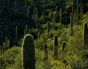Cacti Highlights