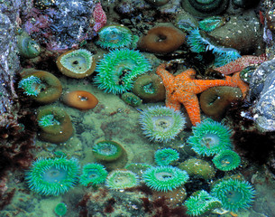 USA, Oregon, Nepture SP. An orange starfish is surrounded by green sea anemone in a tide pool at Neptune State Park, near Oregon's Cape Perpetua.