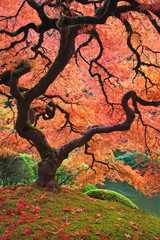 USA, Oregon, Portland. Japanese maple trees in autumn color at Portland Japanese Garden. 