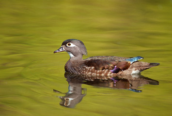 Wood duck (Aix sponsa), female swimming on small pond, yellow autumn leaves reflecting on pond surface, western Oregon, USA