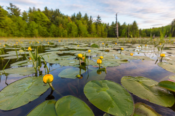 Yellow pond lilies, Nuphar lutea, fill a beaver pond in Epping, New Hampshire. © Jerry & Marcy Monkman/Danita Delimont