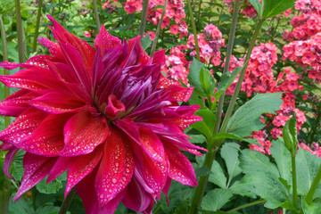 USA, Oregon, Portland. Babylon purple dahlia and pink phlox with droplets. Credit as: Marie Bush /...