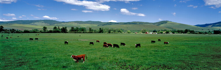 USA, Oregon, Prairie City. Cattle graze on spring grass in a pasture near Prairie City in eastern...
