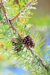 Fototapeta premium USA, Oregon, Cascade Lakes Highway, Cascade Mountains, Deschutes National Forest, Pine cone. Strobilus, strobili, Pinophyta (conifers).