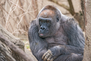 Obraz premium Samantha, 44-year-old western lowland gorilla. Cincinnati Zoo, Ohio