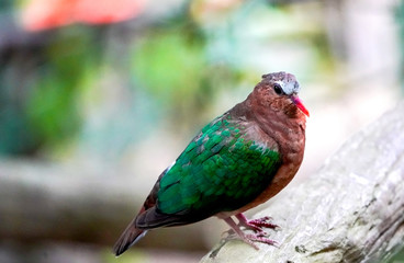 bird on a branch