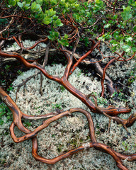 USA, Oregon, Mt. Hood National Forest. Manzanita plant on bed of moss. 