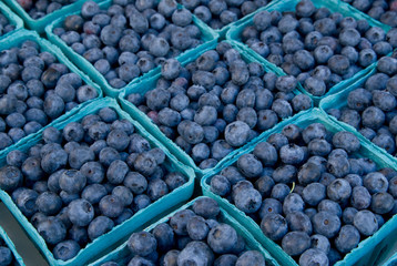 US: Oregon, Columbia River Basin, Portland, blueberries at farmers' market outside the EcoTrust Building