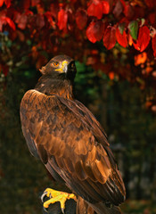 USA, Oregon. Portrait of red-tailed hawk. 
