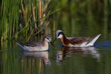 Wilson's phalarope pair foraging