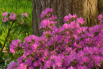 Obraz premium Spring color of azaleas and rhododendrons at Crystal Springs Rhododendron Garden, Portland, Oregon, USA.