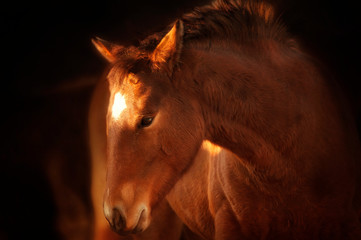 Portrait of brown foal in soft light