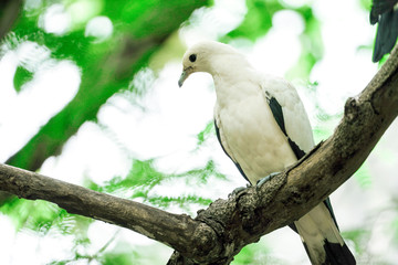 parrot on branch