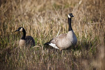USA, Oregon, Baskett Slough National Wildlife Refuge, a pair of Canada Geese (Branta canadensis).