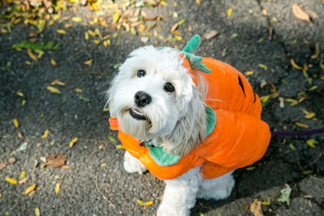 Fototapeta premium New York City, New York, USA. Pet Halloween contest at Thompkins Square Park.