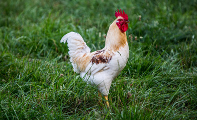 Lancaster County, Pennsylvania. Red Rooster, white with tan neck and speckled brown feathers poses on the green grass - Powered by Adobe
