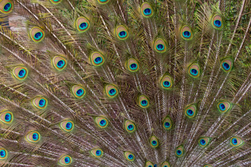 Naklejka premium Male Peacock with fanned out tail, Middleton Place Plantation, South Carolina