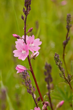 USA, Oregon, William L. Finley National Wildlife Refuge, Rose Checker Mallow (Sidalcea virgata)