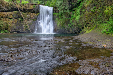 Obraz premium USA, Oregon, Silver Falls State Park. Spring flow of North Fork Silver Creek plunges 65 feet at Upper North Falls.