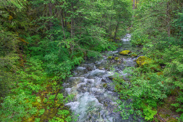 Fototapeta na wymiar USA, Oregon, Willamette National Forest, Opal Creek Scenic Recreation Area, Battle Ax Creek with surrounding lush forest.