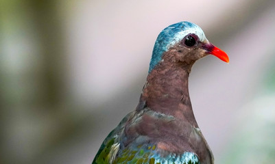 portrait of a pigeon