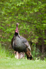 Fototapeta premium USA, Oregon, Monmouth, Wild Turkey (Meleagris gallopavo)