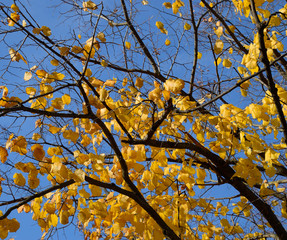 Yellow leaves of a linden. Yellowing leaves on the branches of a