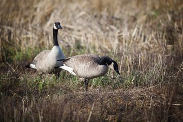 USA, Oregon, Baskett Slough National Wildlife Refuge, a pair of Canada Geese (Branta canadensis).