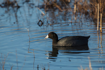 USA, Oregon, Baskett Slough National Wildlife Refuge. American Coot, (Fulica americana).