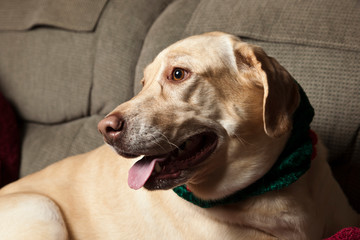 USA, Oregon, Keizer, Labrador Retriever resting on couch