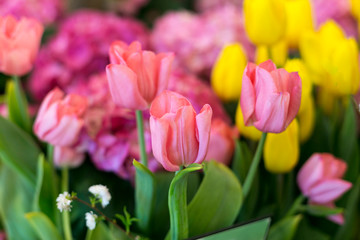 New York City, NY, USA. Floral displays for spring.