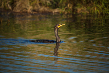 USA, Oregon, Baskett Slough National Wildlife Refuge, Double-crested Cormorant (Phalacrocorax auritus).