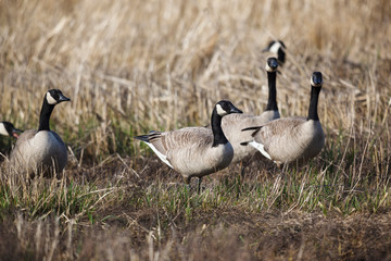 USA, Oregon, Baskett Slough National Wildlife Refuge, a small flock of Canada Geese (Branta canadensis).