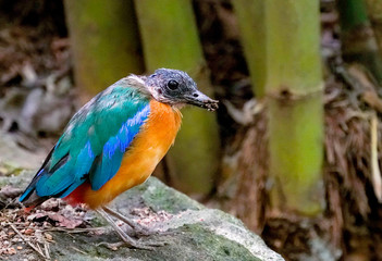 kingfisher on a branch