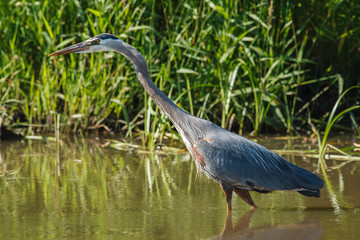 USA, Oregon, Baskett Slough National Wildlife Refuge, Great Blue Heron (Ardea herodias) hunting