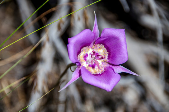 Oregon, USA. Smith Rock State Park, Green-banded mariposa lily, (Calochortus, macrocarpus).